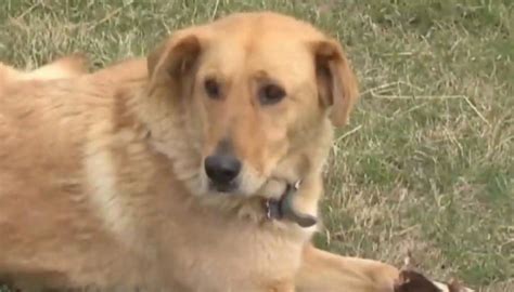 Hunden räddade den försvunna treåringen Husdj Leva bo