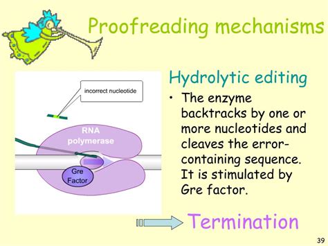 Ppt Chapter Mechanisms Of Transcription Powerpoint Presentation