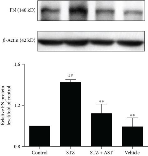 Effects Of Ast On The Expression Of Fn And Col Iv A Ast Treatment