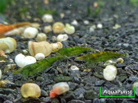 Green Jade Garnele Neocaridina Davidi AquaPurist De