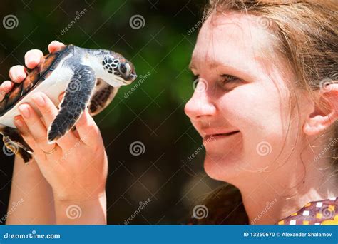 Baby sea turtle stock photo. Image of shell, portrait - 13250670