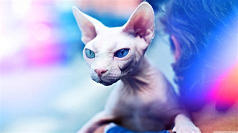 Cats With No Hair Wallpapers - Wallpaper Cave