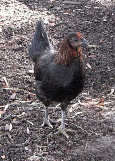 American Game Chicken Breed: History, Characteristics, Temperament ...