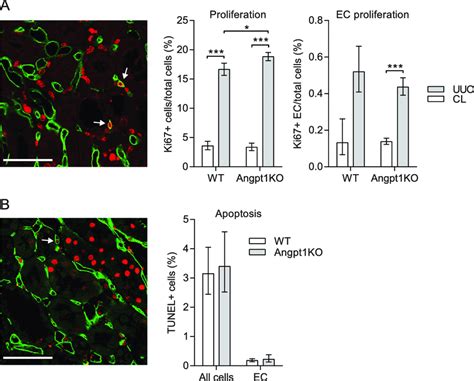 Angpt Deficiency Did Not Alter Endothelial Proliferation And