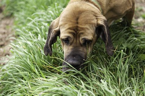 Cuantas Veces Caca De Cachorro