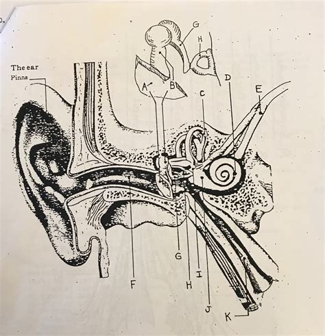 Ear Diagram Diagram | Quizlet