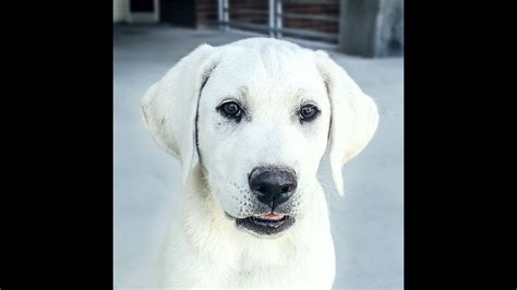 White Labrador Puppies Michigan - What Is A Dudley Labrador And How Are ...