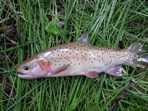 Bonneville Cutthroat Trout Ndow