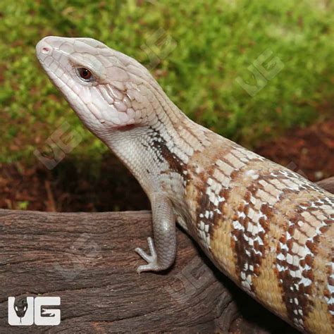 Northern Blue Tongue Skinks Tiliqua Scincoides Intermedia For Sale