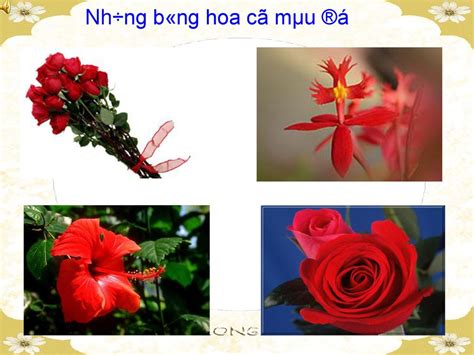 Mi trêng xung quanh Gio n Ò tµi Mét sè lo¹i hoa ppt download