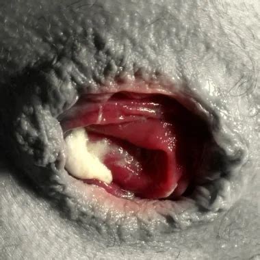 BBW Analorgie XHamster