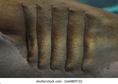 Close Shark Gills Stock Photo 1644809722 | Shutterstock