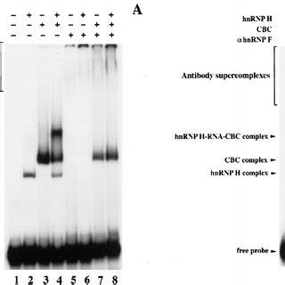 Identification Of HnRNP F And H Containing RNA Complexes A Analysis