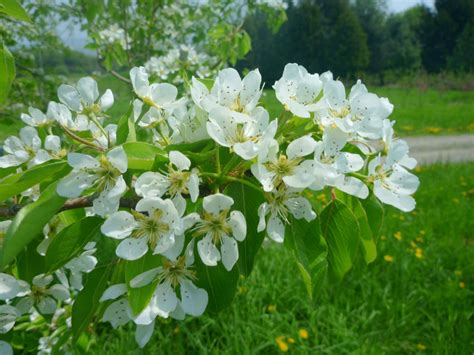 When Do Apple Trees Bloom Chicago Land Gardening