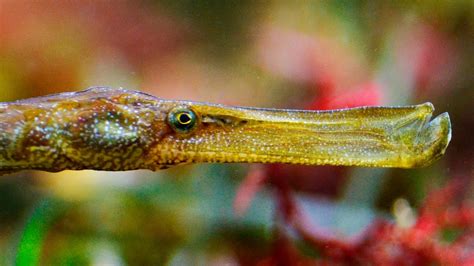 Syngnathus Typhle Rondeleti Deep Snouted Pipefish Hd Youtube