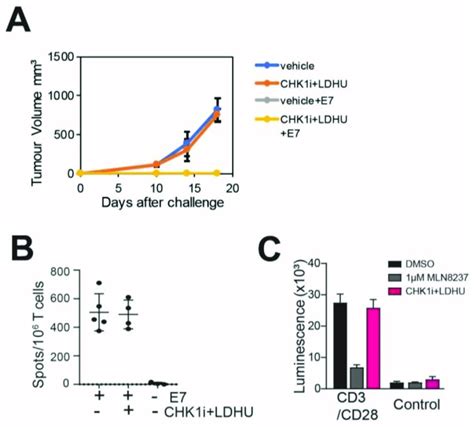 CHK1i LDHU Does Not Adversely Affect A T Cell Mediated Immune Response