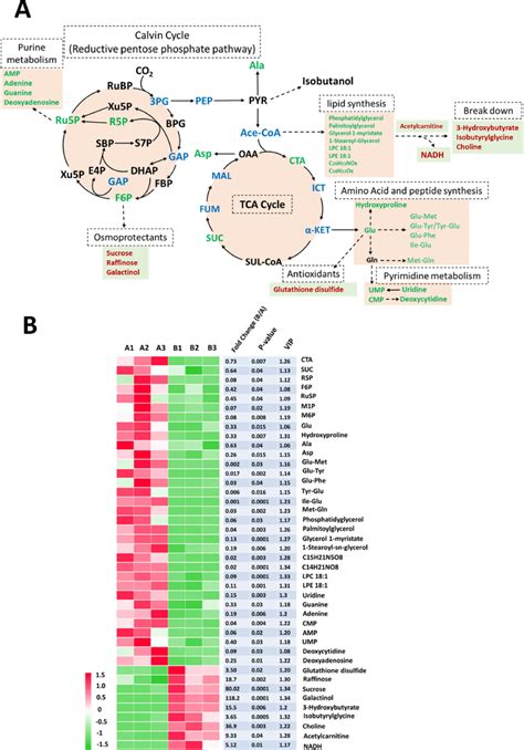 Metabolomics Analysis Of Engineered S Elongatus Under High Salinity Download Scientific