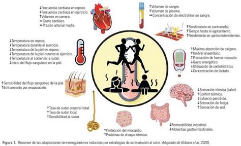 ESTRATEGIAS DE ACLIMATACIÓN PARA COMPETIR EN AMBIENTES CALUROSOS Y