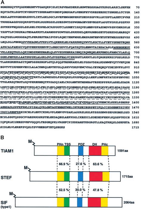 Amino Acid Sequence And Domain Structure Of Stef Protein A Deduced