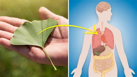 7 Proven Health Benefits Of Ginkgo Biloba Youtube