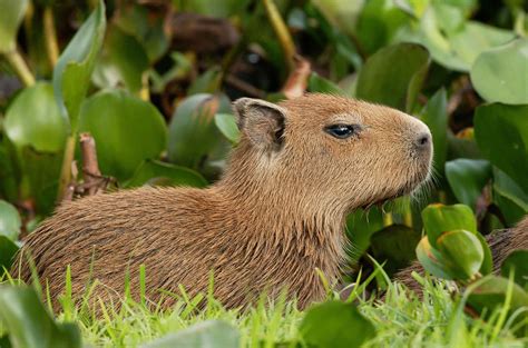 100 Capybara Pictures