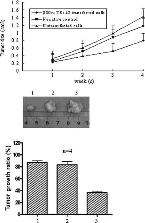 Tumor growth in the nude mice injected with β Gn T si within weeks Download Scientific