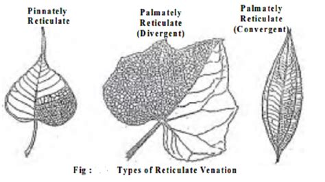 Leaf Venation : Reticulate, Parallel : Pinnately, Palmately