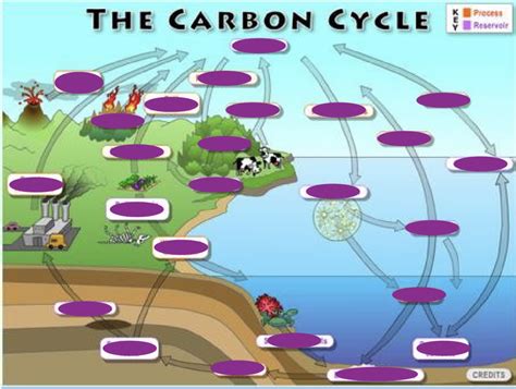 Carbon Cycle Diagram Quizlet