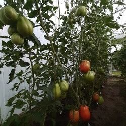 Томат Сердце быка: описание сорта, ОТЗЫВЫ, фото, урожайность