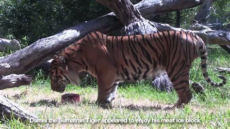 How Perth Zoo Animals Keep Their Cool Youtube