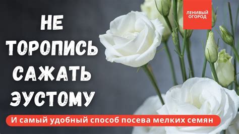 Посев эустомы | Эустома посадка и уход | Как вырастить здоровую рассаду ...
