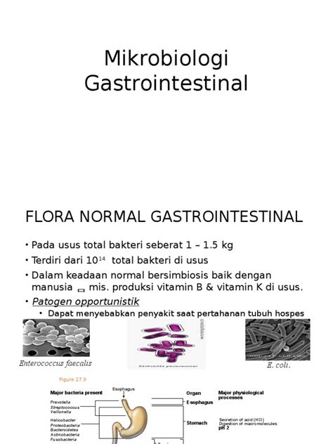 PDF Mikrobiologi Gastrointestinal DOKUMEN TIPS