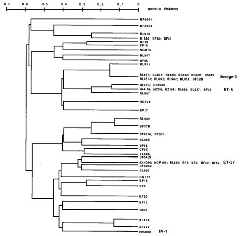 Dendrogram Showing The Genetic Relatedness Between Meningococcal