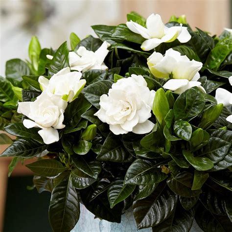 Gardenia jasminoides - gardenia | Fragrant flowers, Air quality plants ...