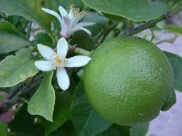 Persian Lime Tree Care; All about caring for Persian Limes - 2-Gardens