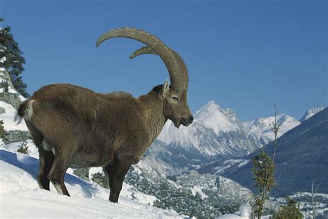 male alpine ibex