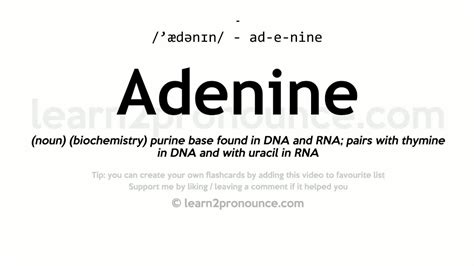 Pronunciation of Adenine | Definition of Adenine - YouTube