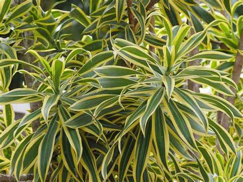 Dracaena Fragrans Deremensis Group Lemon Lime Dragon Plant