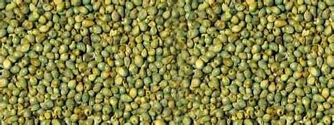 Green Millet – Sakura Exports Group