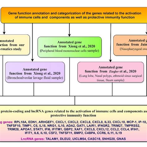 The Genes Associated With The Immune Response Elements And Protective