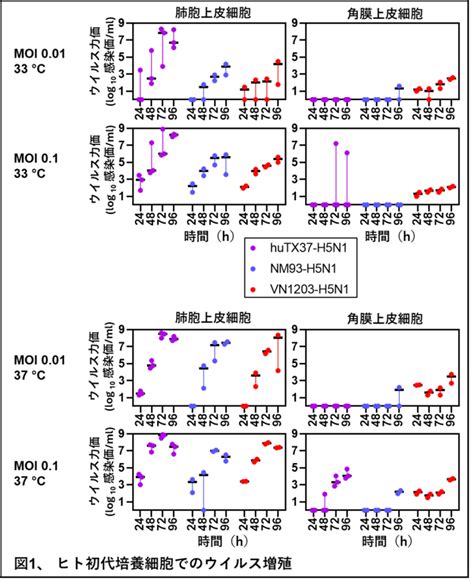 ヒトから分離された牛由来高病原性h5n1鳥インフルエンザウイルスの病原性と感染伝播性 東京大学