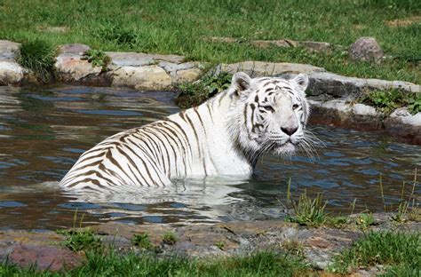 Niezwykła atrakcja powstaje w Zoo Borysew W ogrodzie koło Poddębic