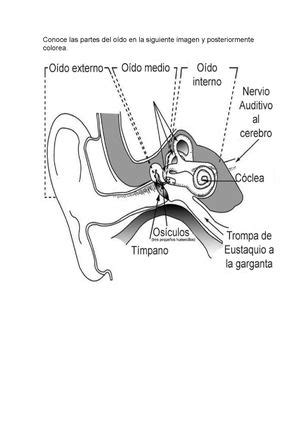 Calaméo Partes Del Oido