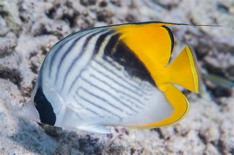 Threadfin Butterflyfish Red Sea Form Chaetodon Auriga Flickr