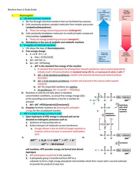 Biochem Exam Study Guide Biochem Exam Study Guide I