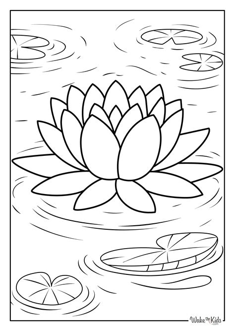 lily flower drawing