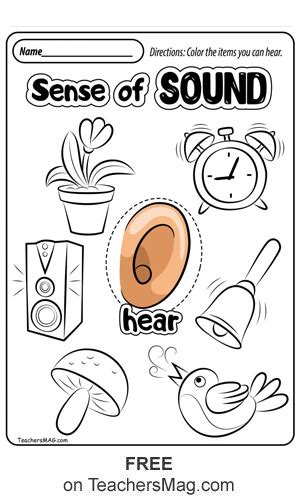 Free Five Senses Worksheets Five Senses Worksheet