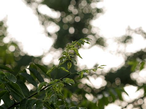 图片素材 性质 科 开花 背景虚化 厂 阳光 绿色 闪耀 植物学 植物群 树叶 灌木 宏观摄影 木本植物 闪光