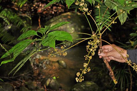 Heptapleurum Plant Araliaceae Image At Phytoimages Siu Edu