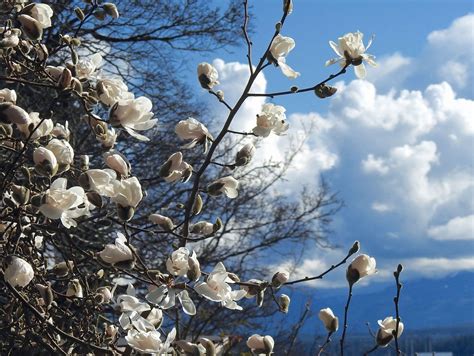 White Magnolia Flowers Bloom - Free photo on Pixabay - Pixabay